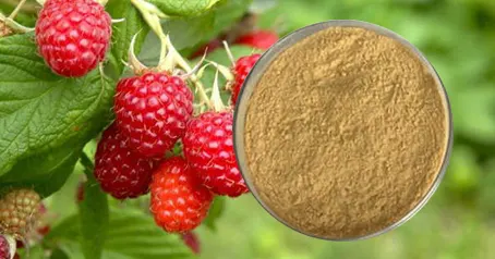 Quali sono gli estratti vegetali?