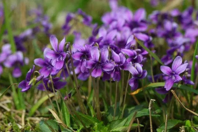Quali sono le funzioni dell'estratto di trifoglio viola?